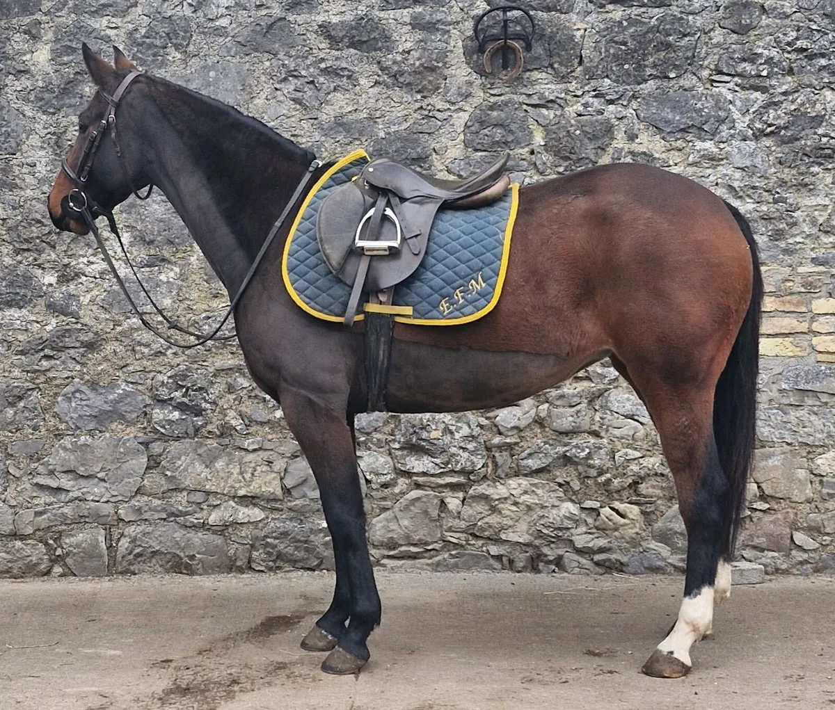 Stunning 4yr old filly - Image 2