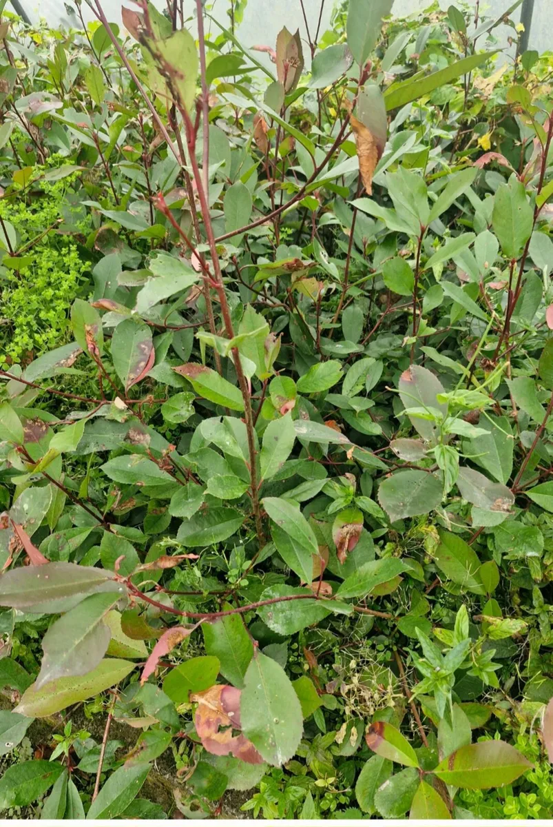 Potted hedging for sale - Image 3