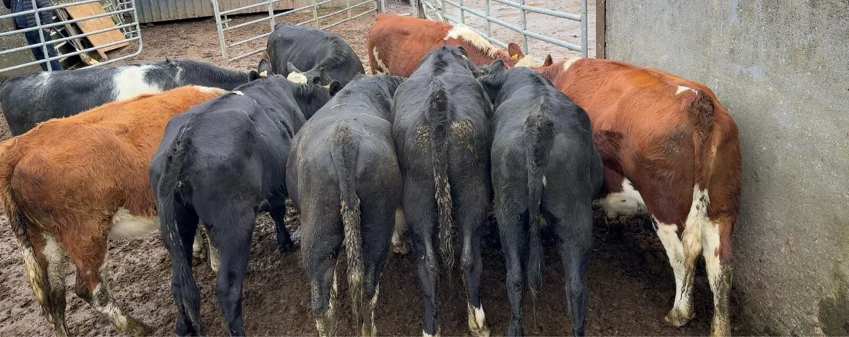 10 Super 24 born heifers - Image 1