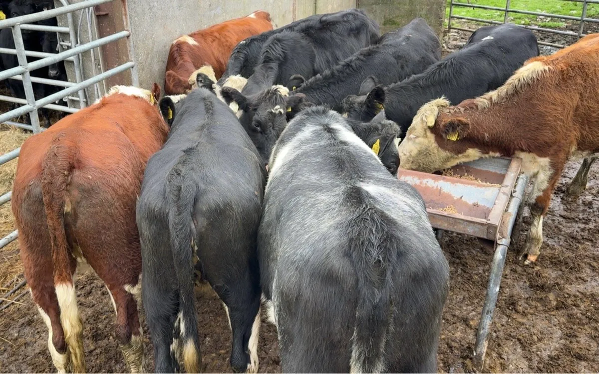 10 Super 24 born heifers - Image 2