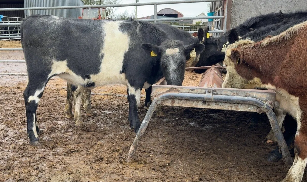 10 Super 24 born heifers - Image 3
