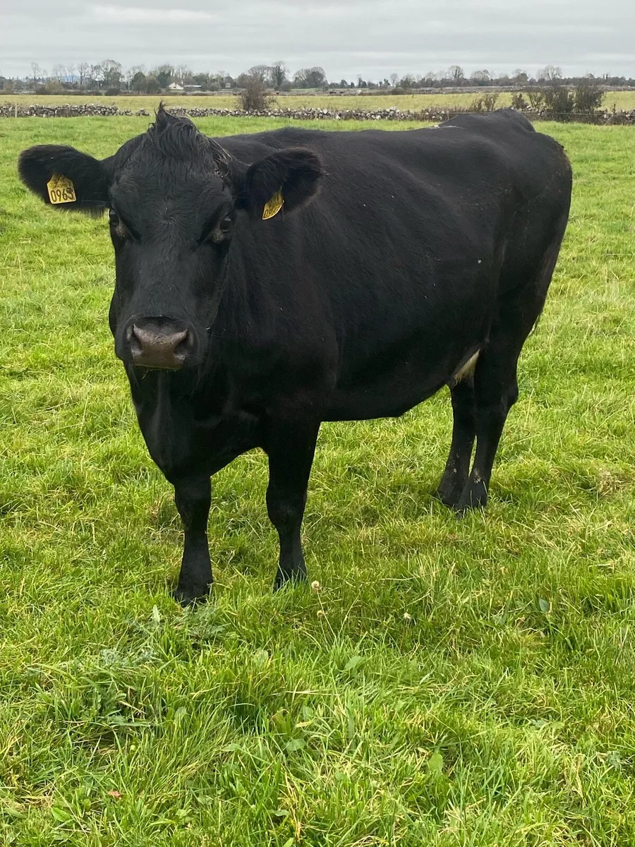 Cow - Image 2