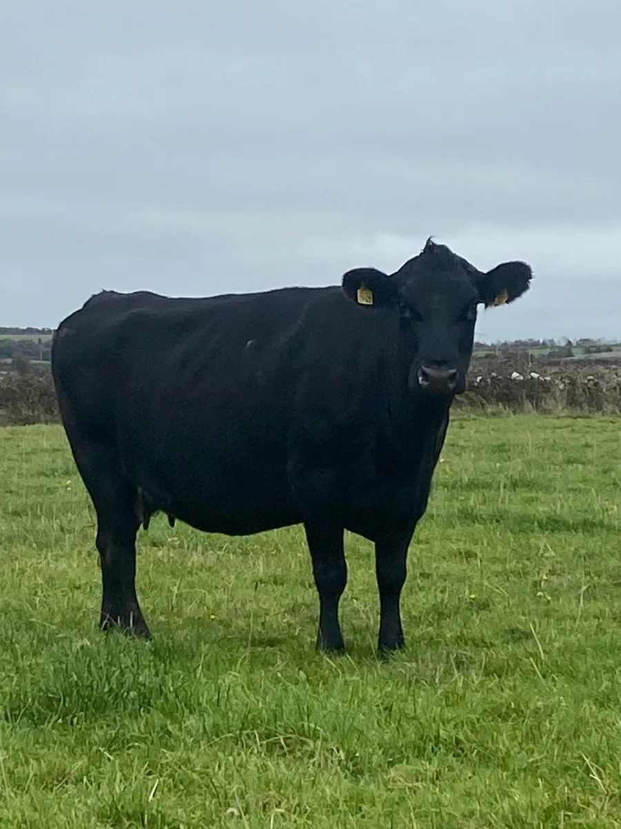 Cow - Image 1