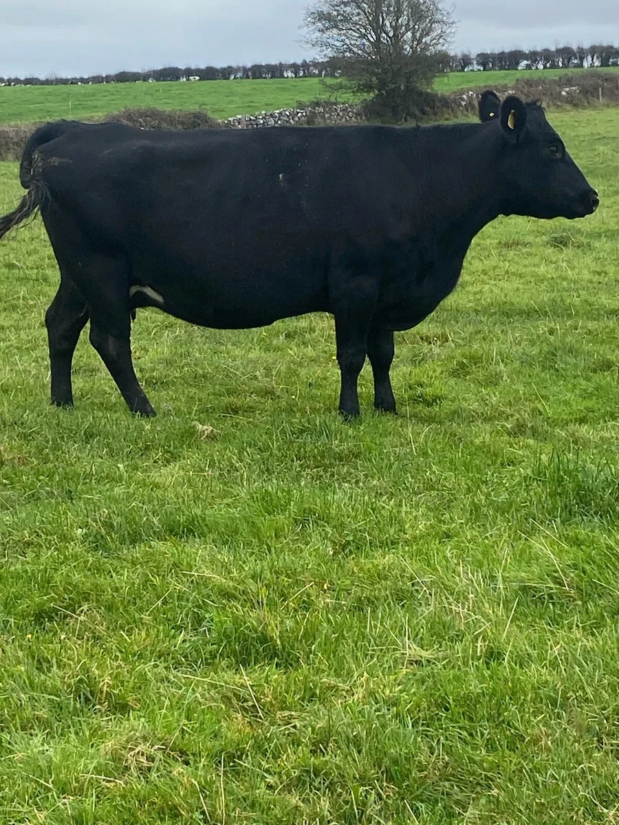 Cow - Image 3