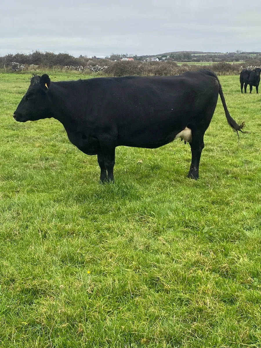 Cow - Image 4