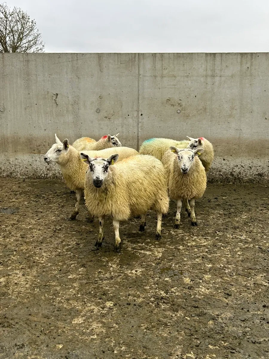 5 Ewe Lambs - Image 1