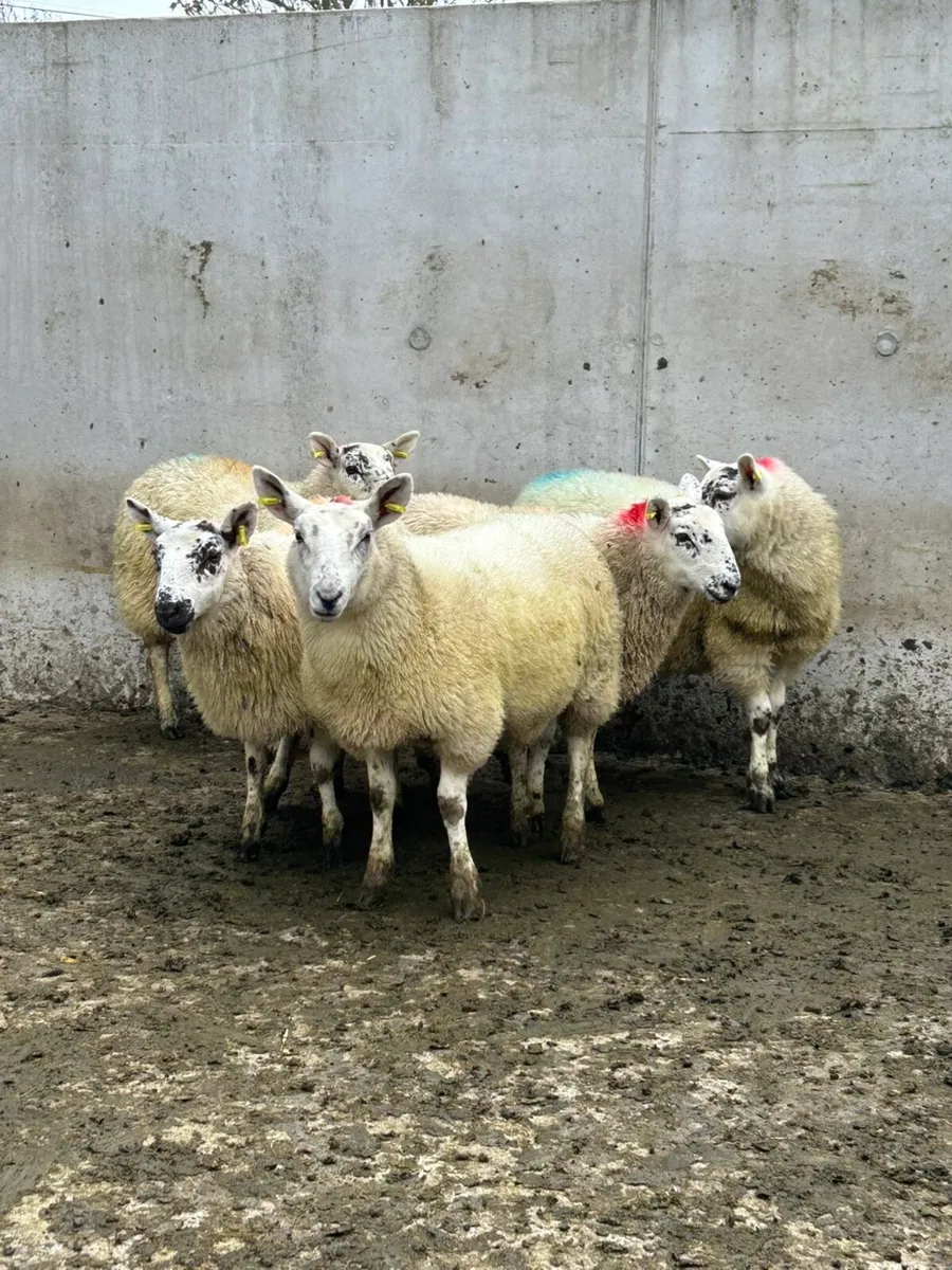 5 Ewe Lambs - Image 2