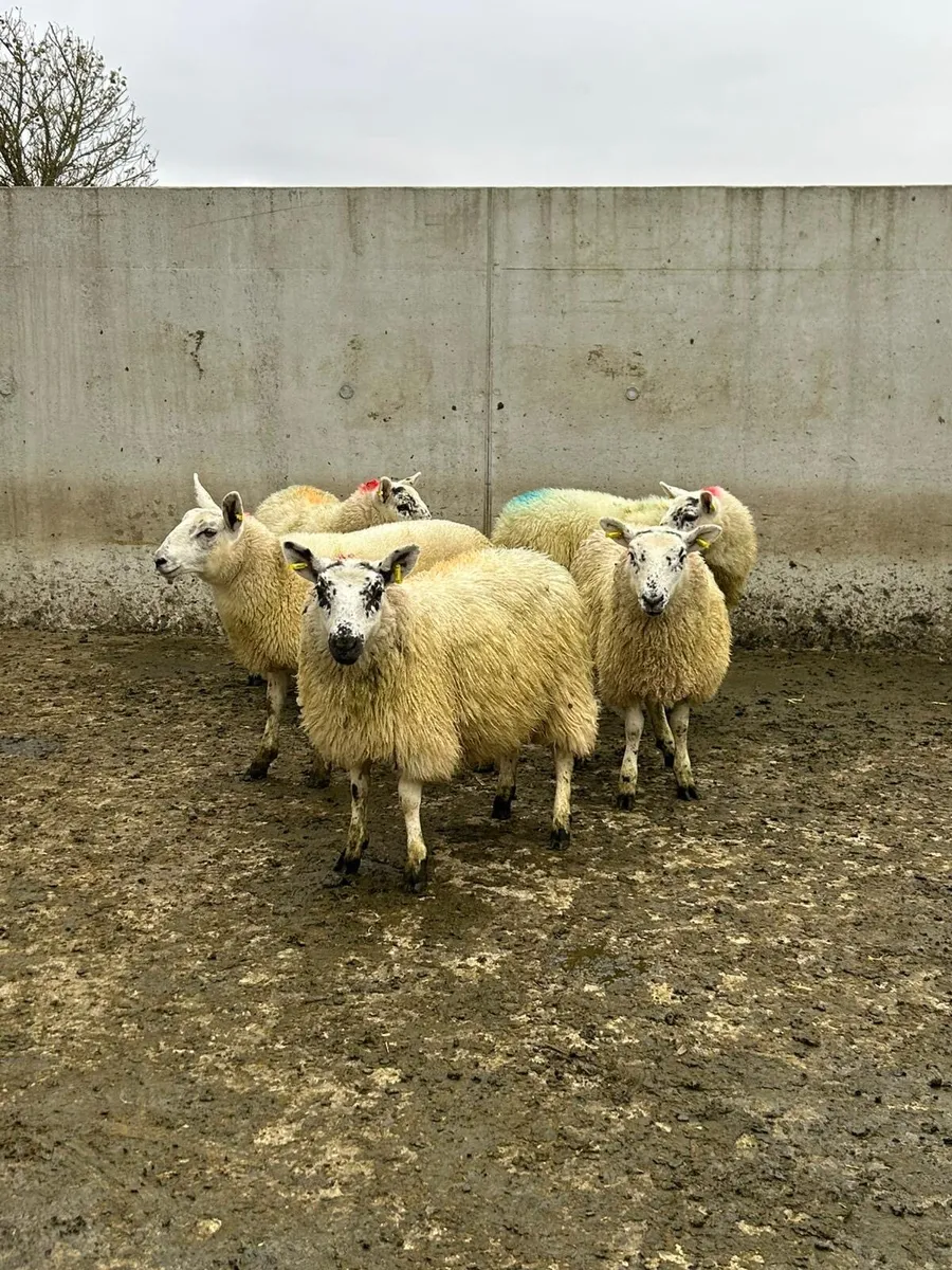 5 Ewe Lambs - Image 3