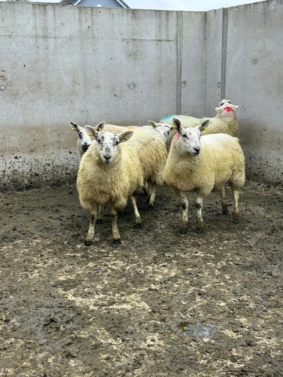 5 Ewe Lambs - Image 4