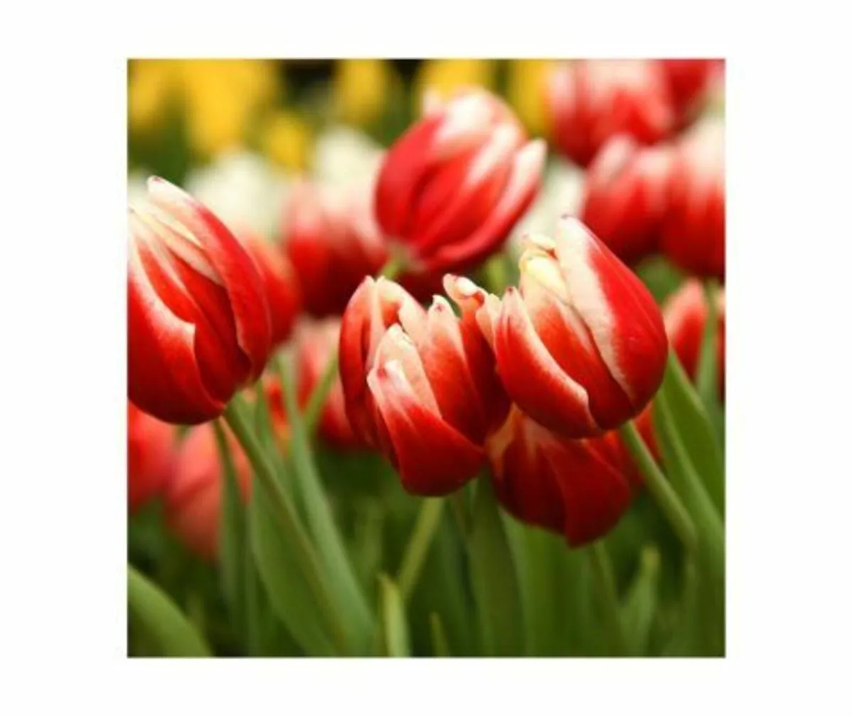 Spring Bulbs In Stock - Image 2