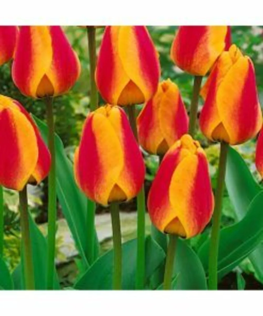 Spring Bulbs In Stock - Image 3