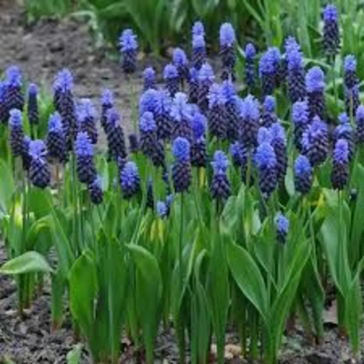 Spring Bulbs In Stock - Image 4