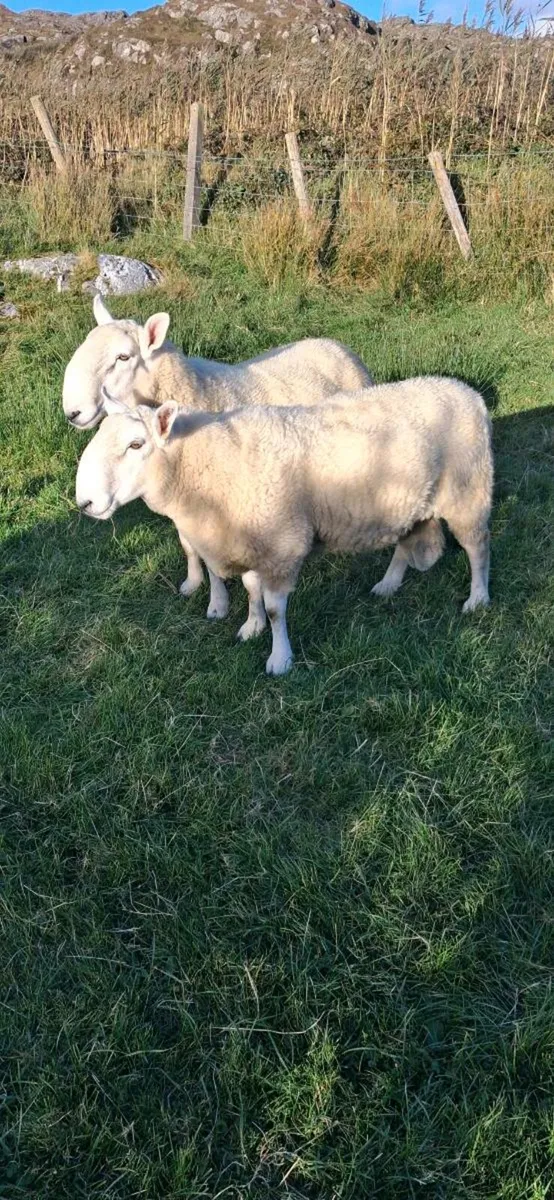 North Country Cheviot Rams - Image 2
