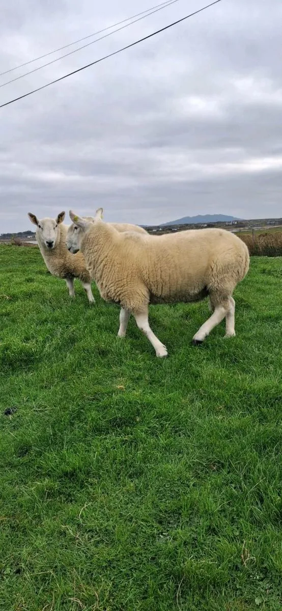 North Country Cheviot Rams - Image 1