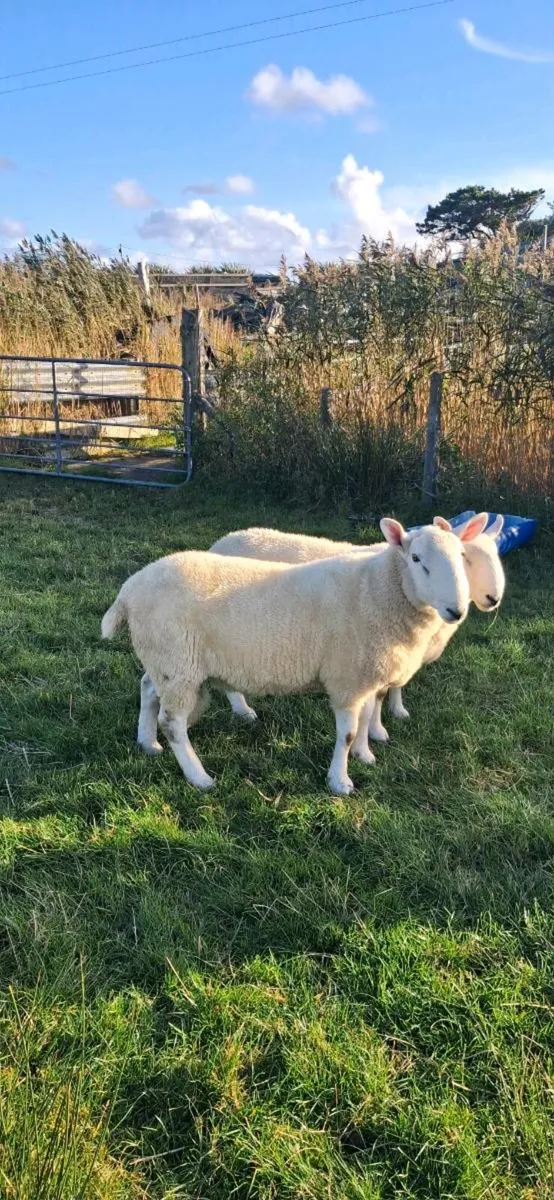 North Country Cheviot Rams - Image 3