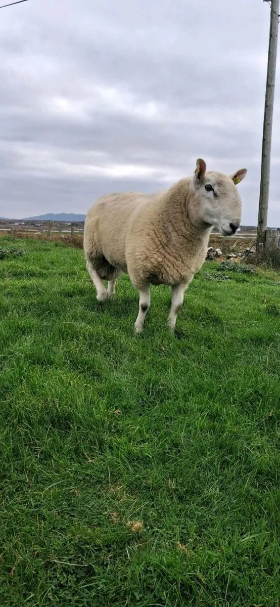 North Country Cheviot Rams - Image 4