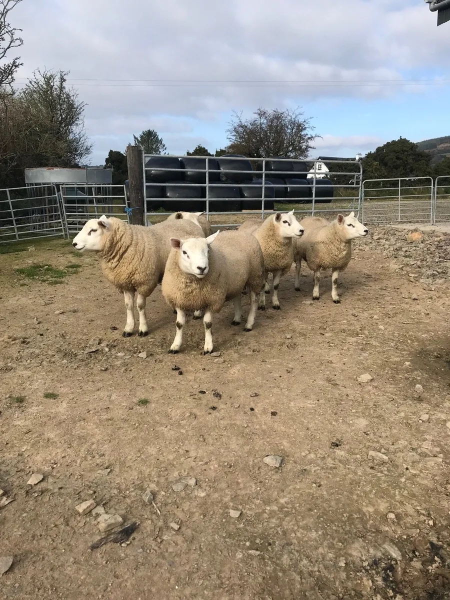Rams - Image 2