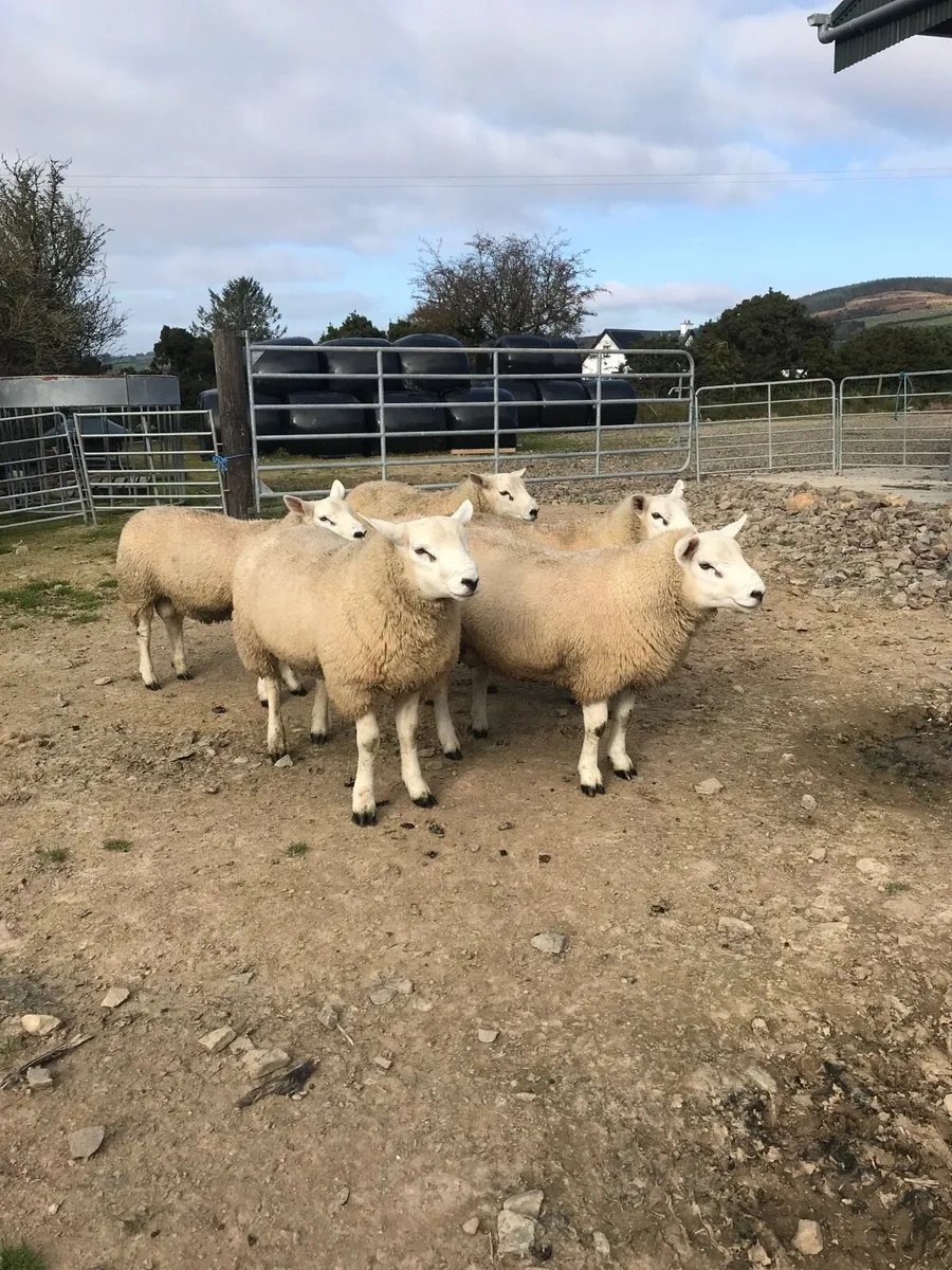 Rams - Image 1