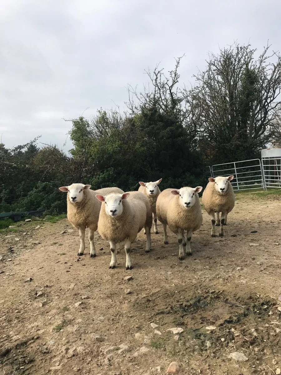 Rams - Image 3