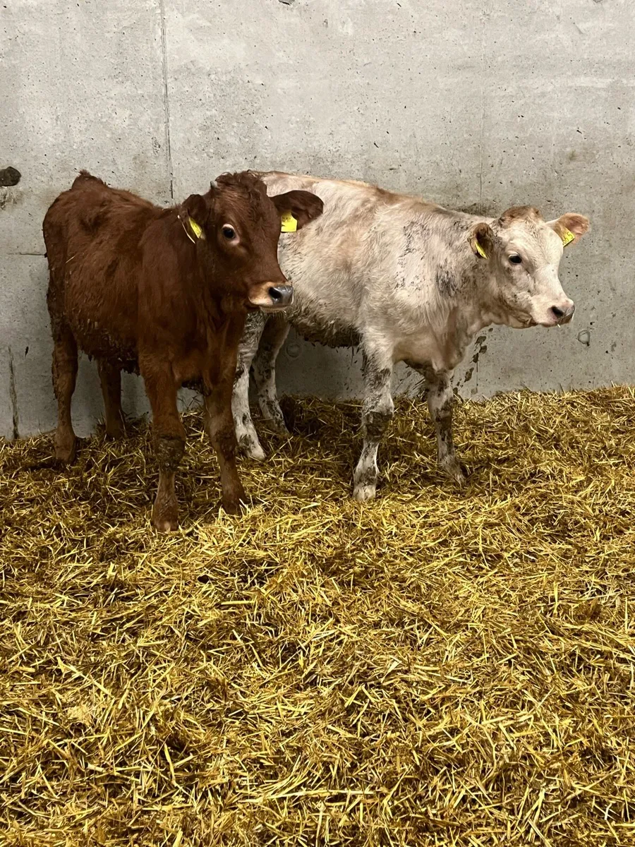 2 Charolais & Limousine Heifers - Image 1