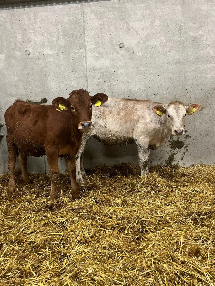 2 Charolais & Limousine Heifers - Image 2