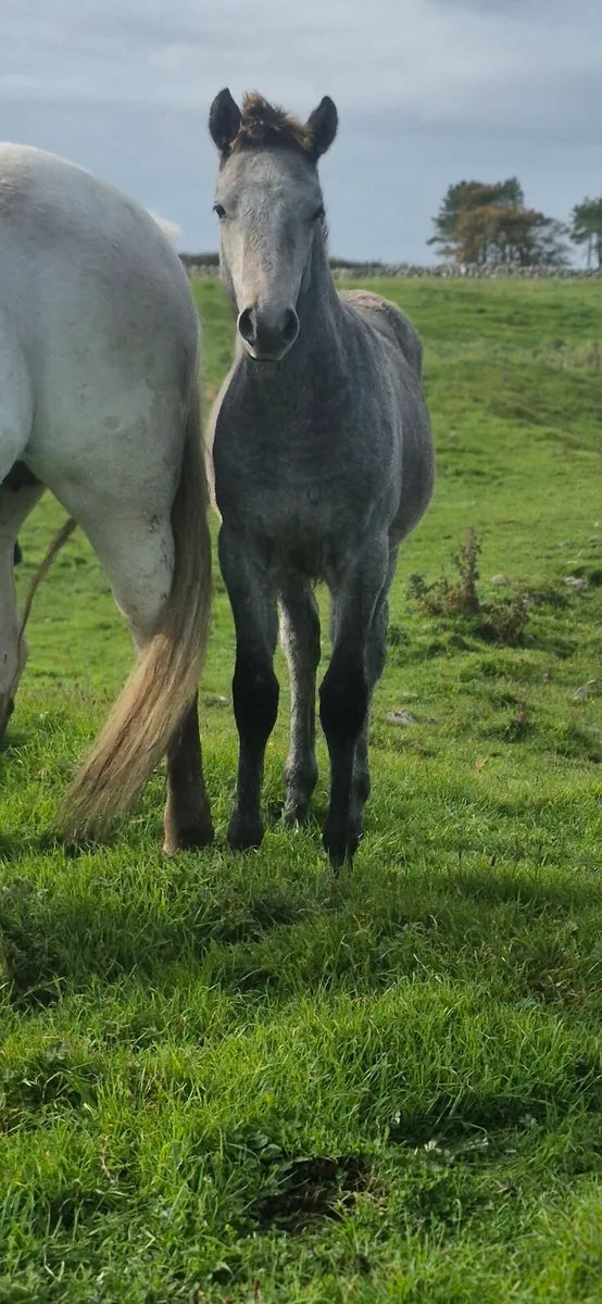 Reg Connemara Colt Foal - Image 2
