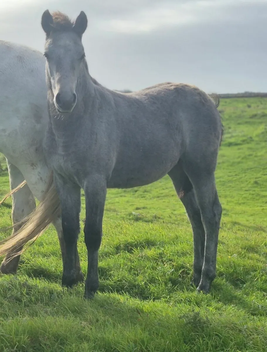 Reg Connemara Colt Foal - Image 1