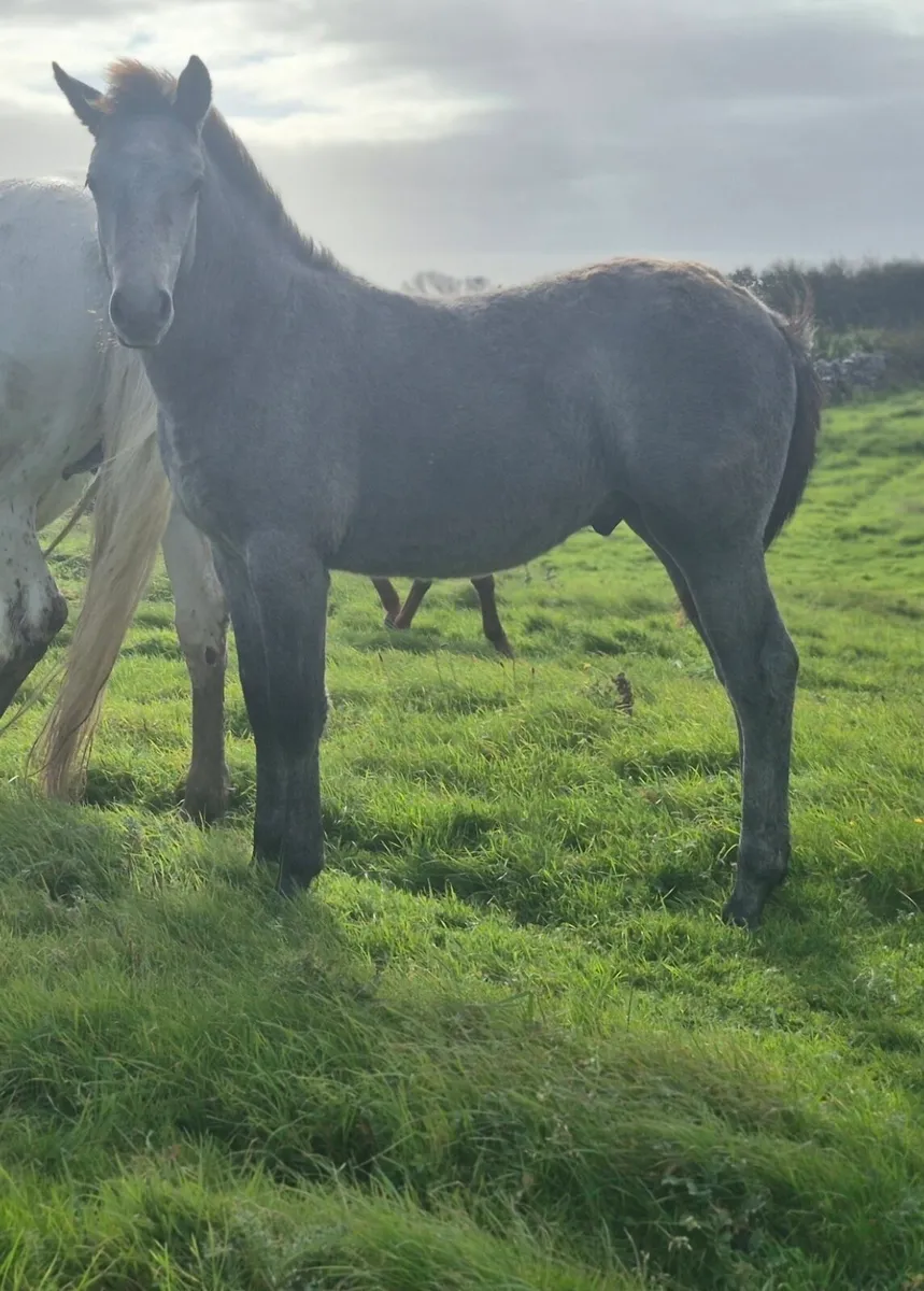 Reg Connemara Colt Foal - Image 3