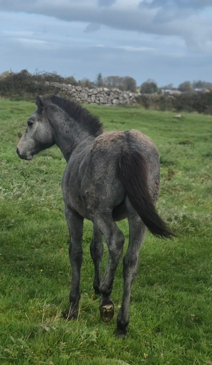 Reg Connemara Colt Foal - Image 4