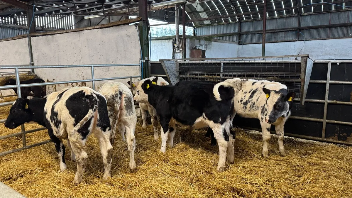 Reared Heifers - Image 1