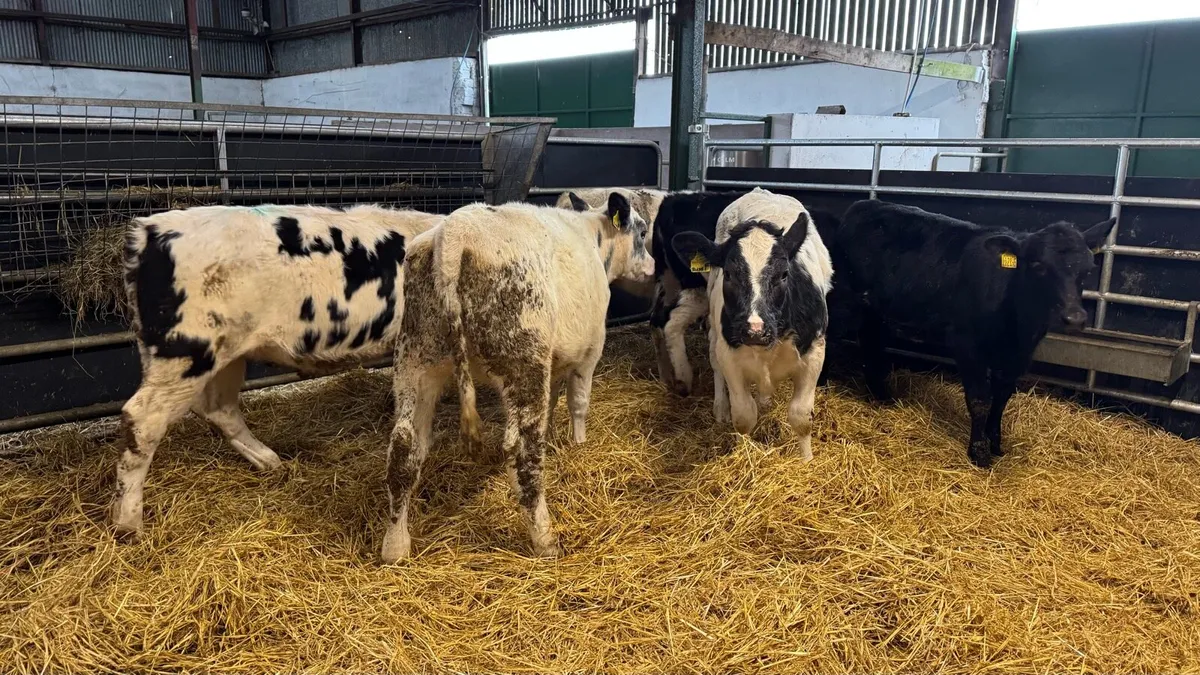 Reared Heifers - Image 2