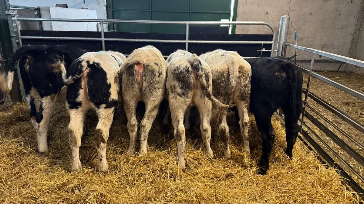 Reared Heifers - Image 3
