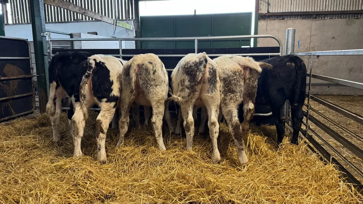 Reared Heifers - Image 4