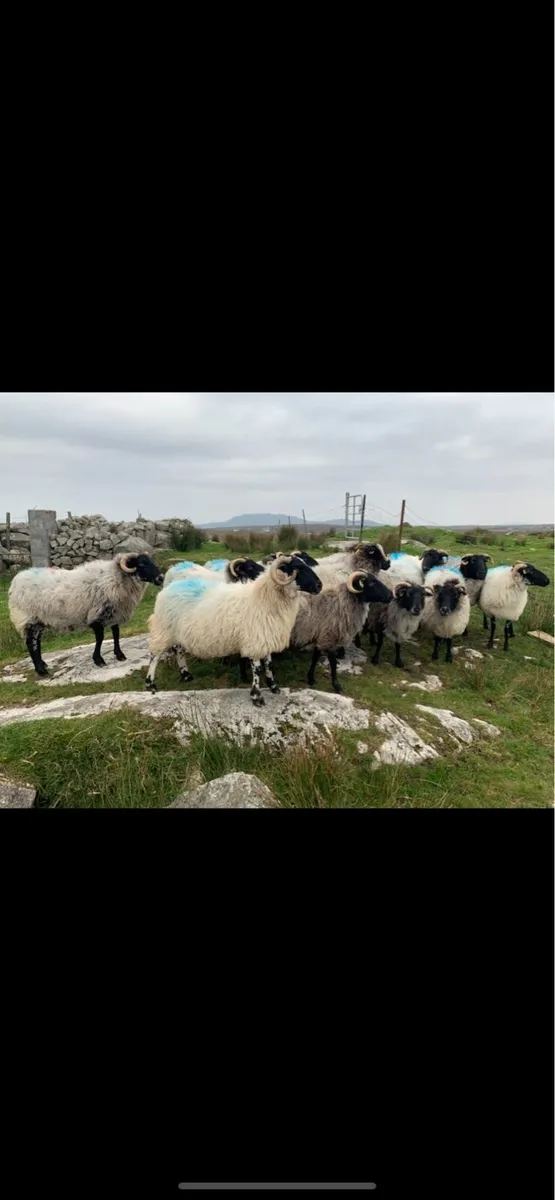 Horned ewes - Image 1