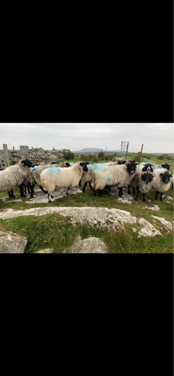 Horned ewes - Image 2