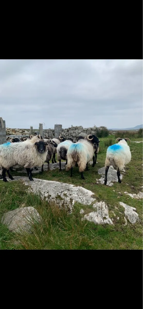 Horned ewes - Image 3