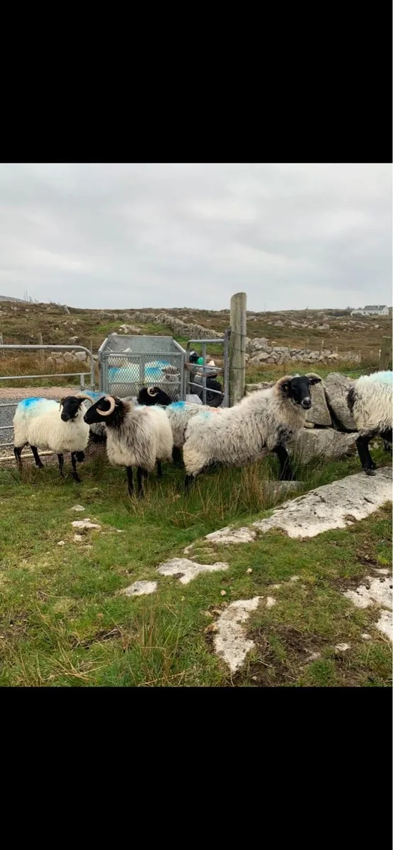 Horned ewes - Image 4