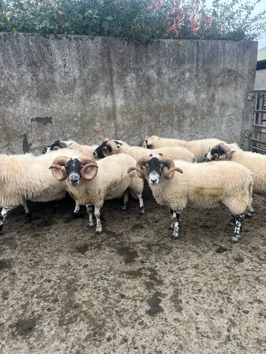 Rams for cahir mart 17th oct - Image 1