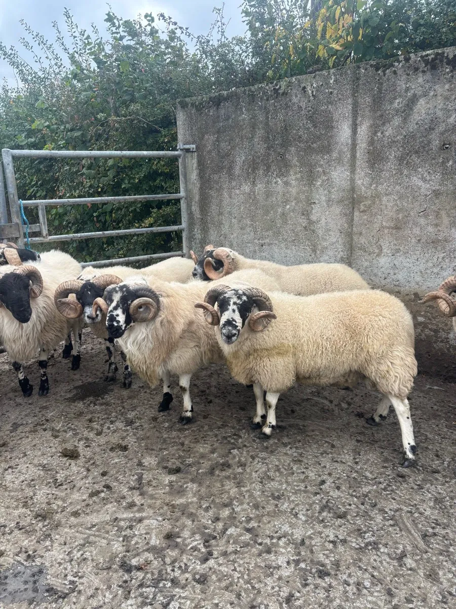Rams for cahir mart 17th oct - Image 2