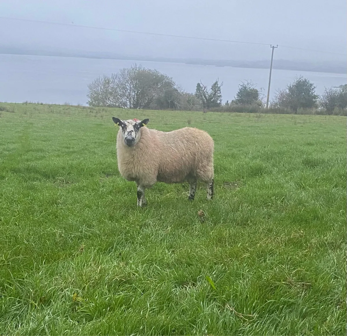 Tip lamb - Image 1