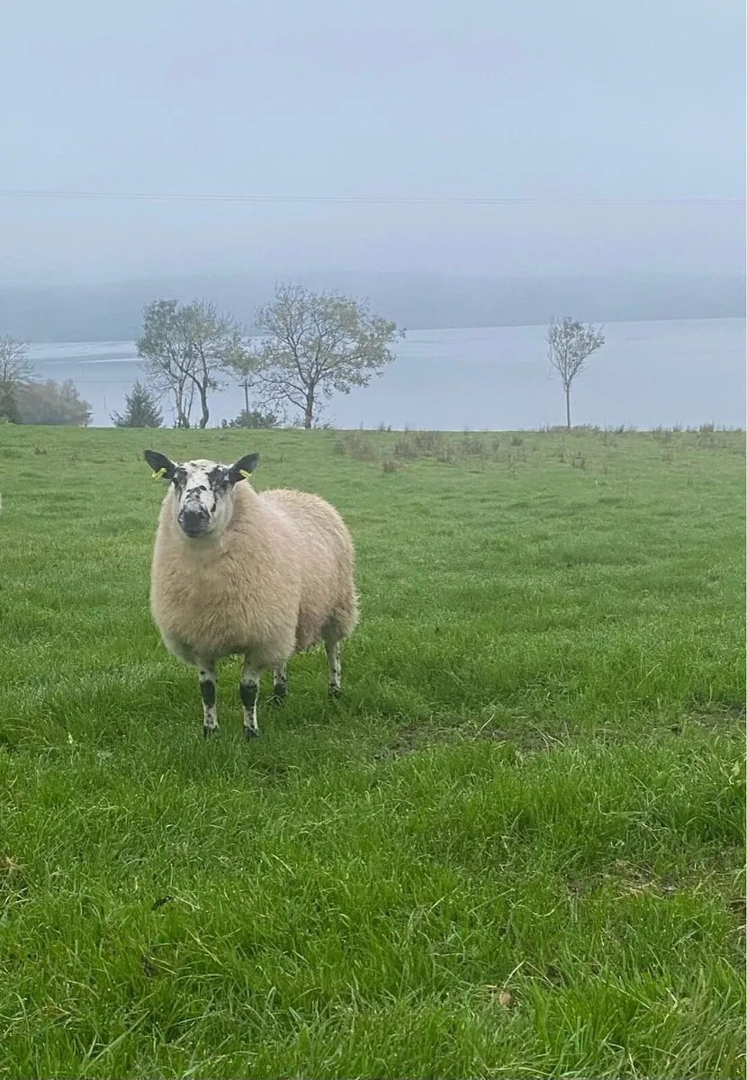 Tip lamb - Image 2