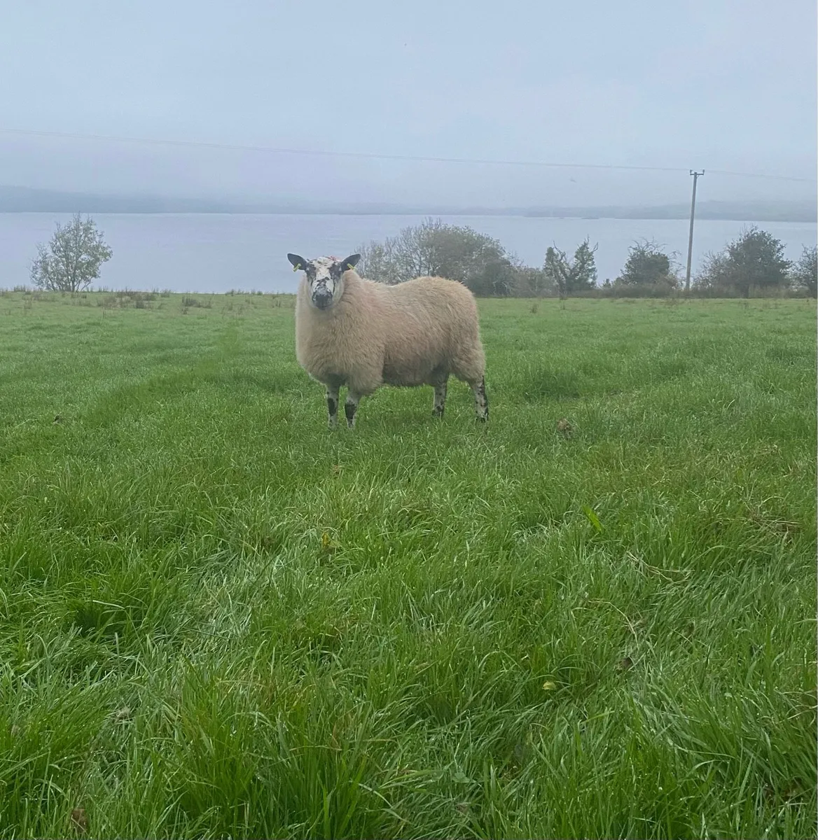 Tip lamb - Image 3