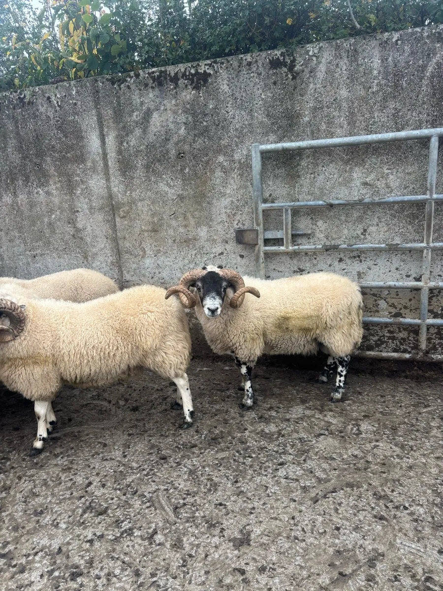 Rams for cahir mart 17th oct - Image 3