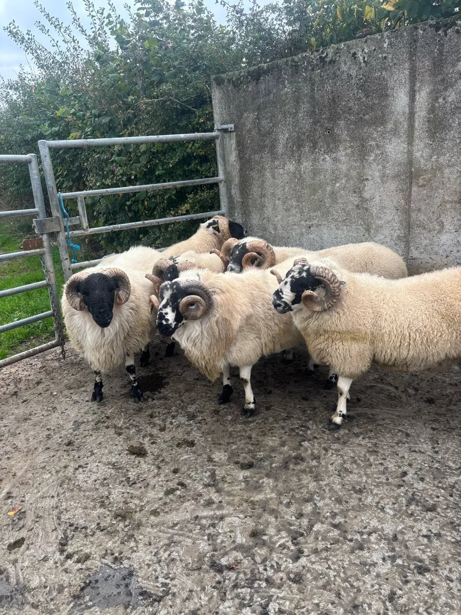 Rams for cahir mart 17th oct - Image 4
