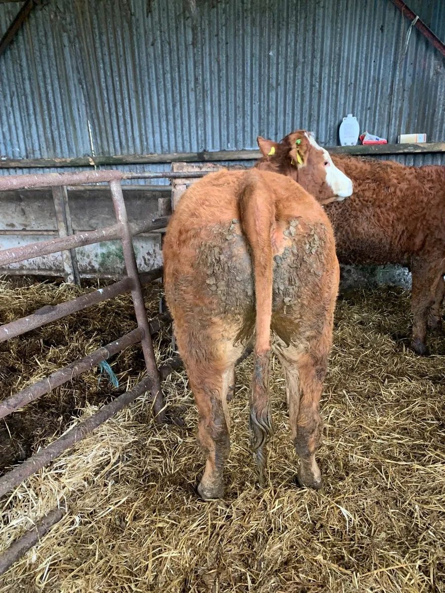 2 Super 5⭐️ Genotyped Breeding heifers for sale - Image 3