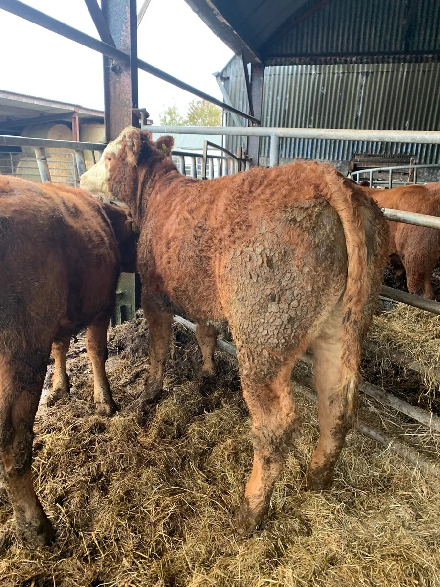 2 Super 5⭐️ Genotyped Breeding heifers for sale - Image 2