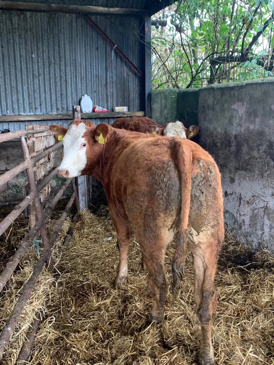 2 Super 5⭐️ Genotyped Breeding heifers for sale - Image 1