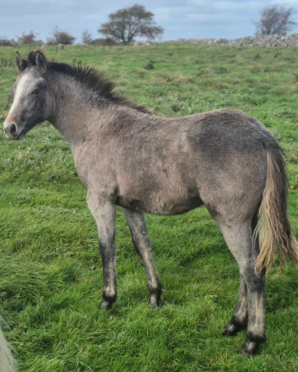 Reg Connemara Colt Foal - Image 1