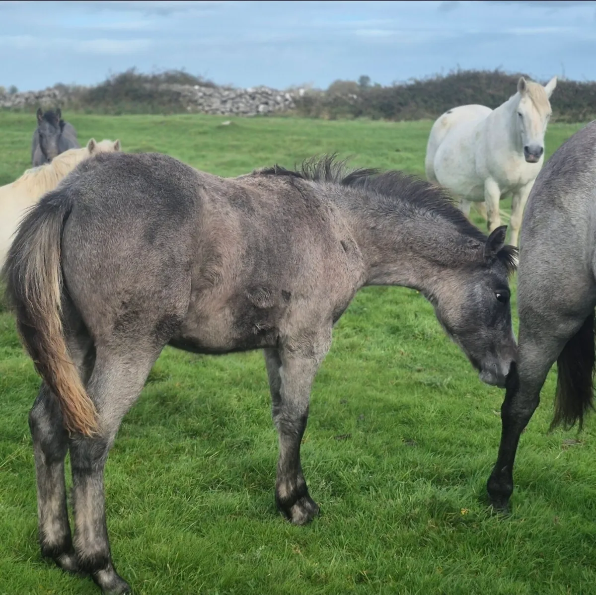 Reg Connemara Colt Foal - Image 2