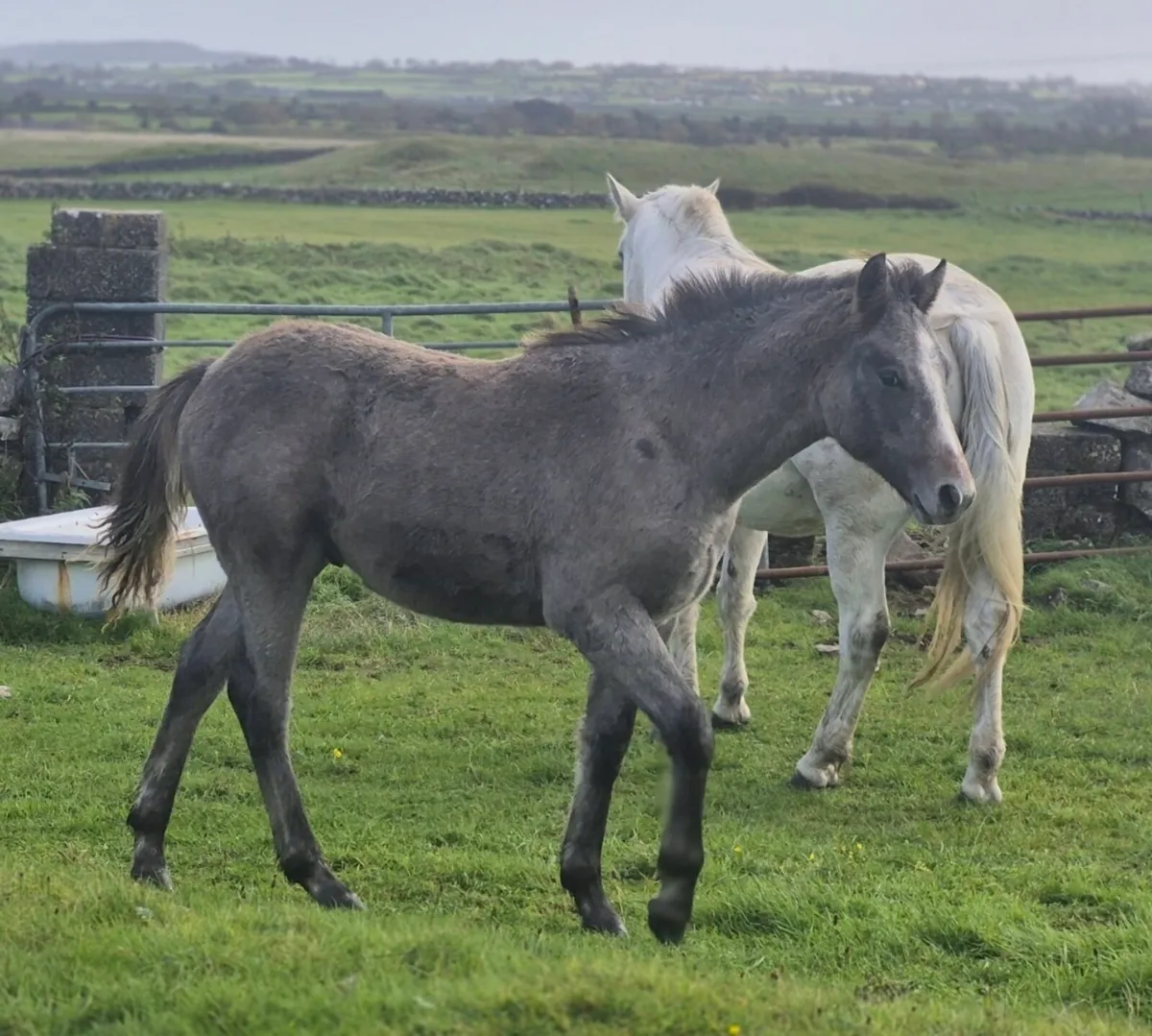 Reg Connemara Colt Foal - Image 3